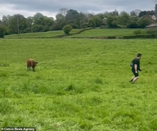 Корова прогнала любопытных туристов