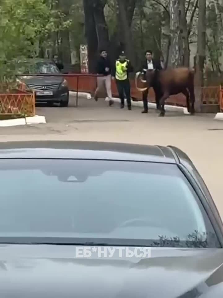 Корова 