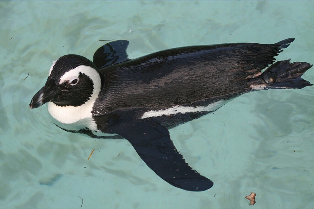 Очковые пингвины могут исчезнуть через 11 лет