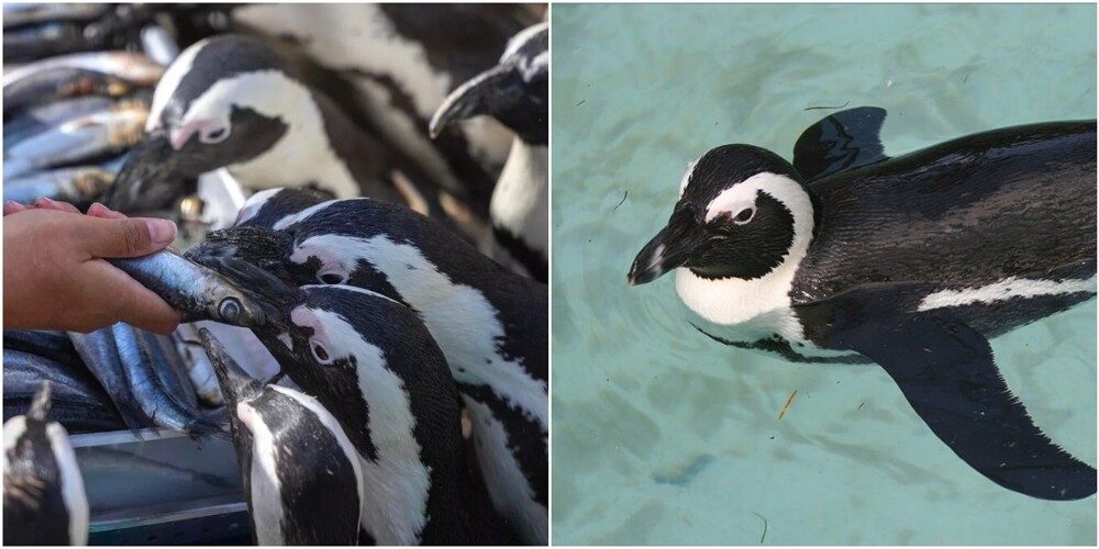 Очковые пингвины могут исчезнуть через 11 лет