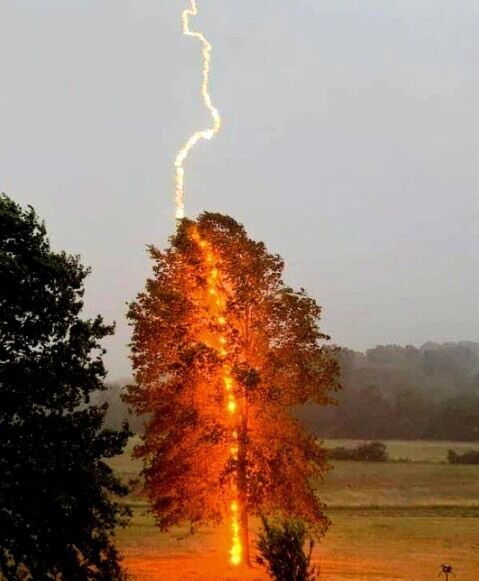 Фотограф Дебби Паркер запечатлела момент, когда молния ударила в дерево