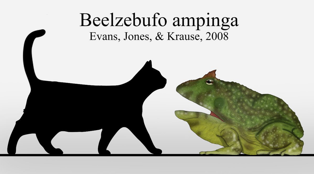 Бельзебуфа:  крупнейшая лягушка в истории