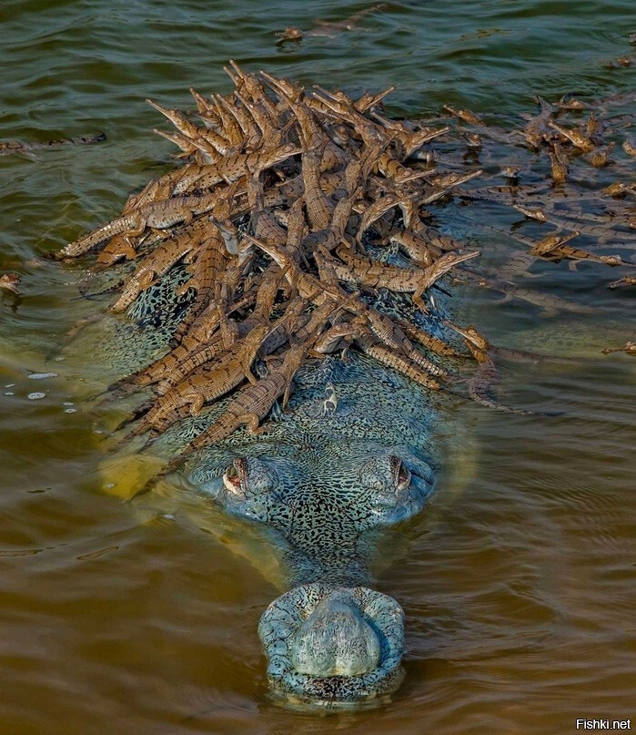 Эффектное изображение аллигатора со своими малышами, запечатлел фотограф Дрит...