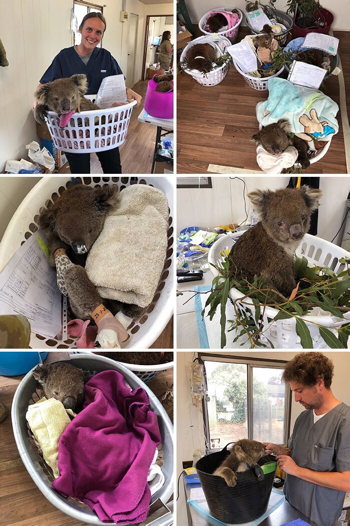 13. Австралийские ветеринары спасли и выходили коалу, пострадавшую в лесных пожарах