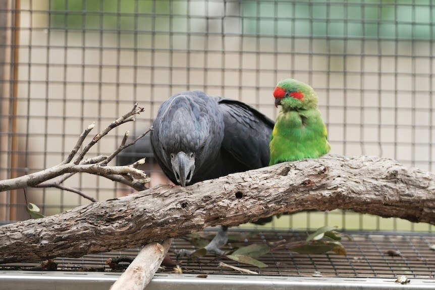Два очень разных попугая стали лучшими друзьями