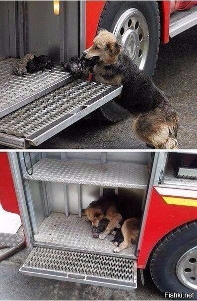 Собака спасла своих щенят из пожара и устроилась в пожарной машине