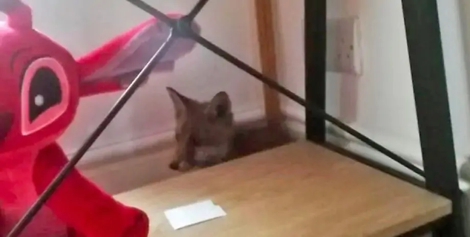 "Точно не кот": женщина случайно узнала, что жила в одной комнате с диким зверем