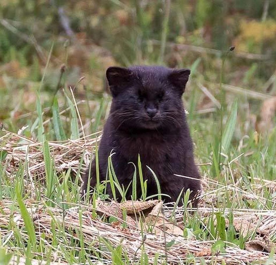 Кот наоборот: милая чилийская кроха, которая до жути пугает местное население