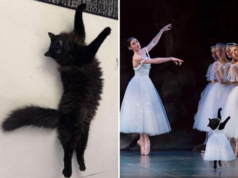 Признайтесь, такой балет вы бы никогда не назвали скучным