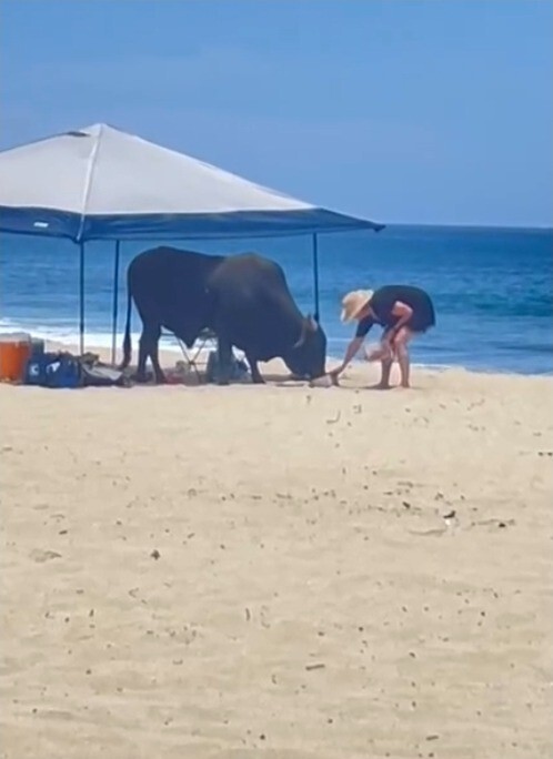 Дикий бык атаковал туристку на популярном пляже в Мексике