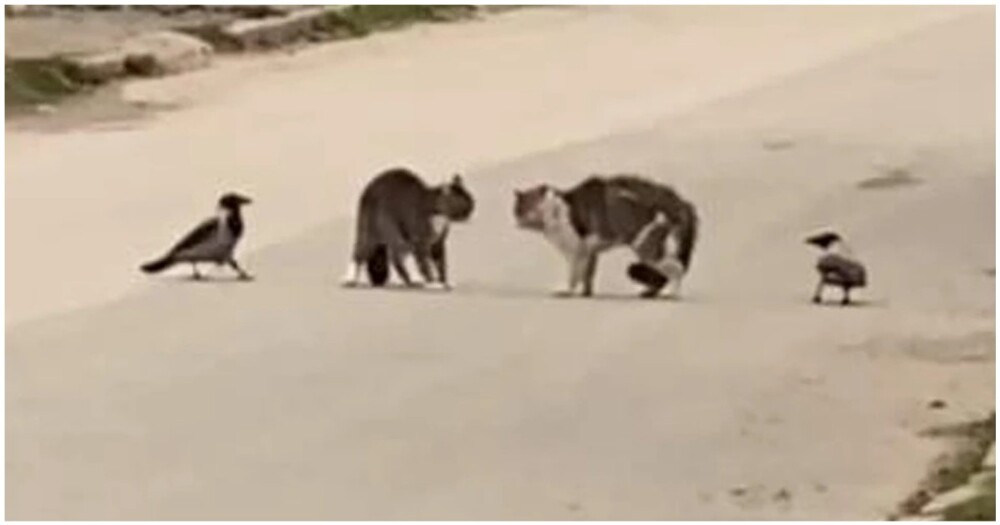  Коты попытались устроить дуэль в Перми