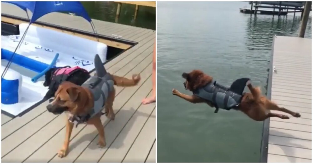Грациозный прыжок пса в воду