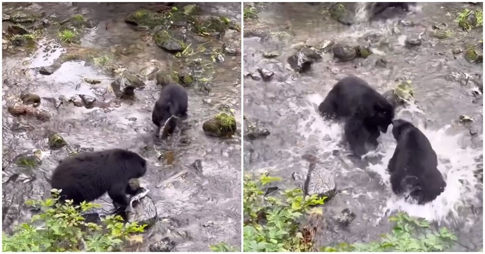 Медвежонок перепутал маму с другой медведицей