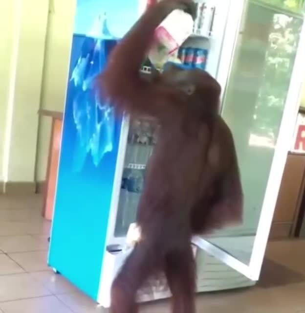 В Малайзии орангутанг зашел в кафе, выбрал себе напиток и ушел, не расплатившись 