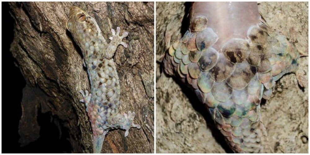 Гекконы на Мадагаскаре научились сбрасывать кожу, превращаясь в червяков