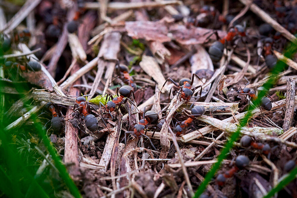 Чёрные, красные, рыжие и лесные: особенности муравьёв, которые встречаются на каждой даче