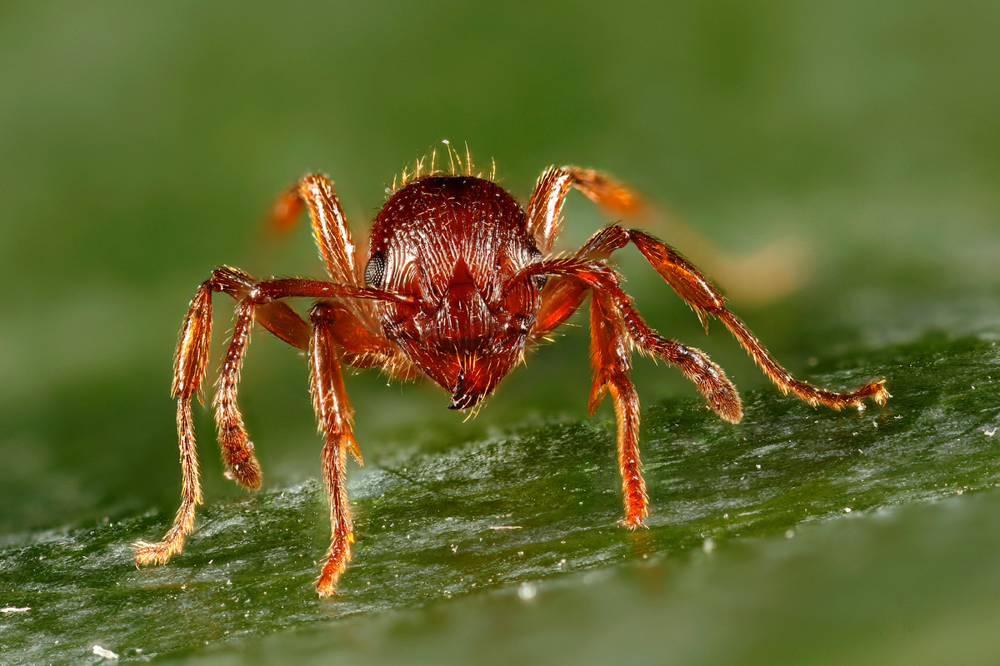 Чёрные, красные, рыжие и лесные: особенности муравьёв, которые встречаются на каждой даче