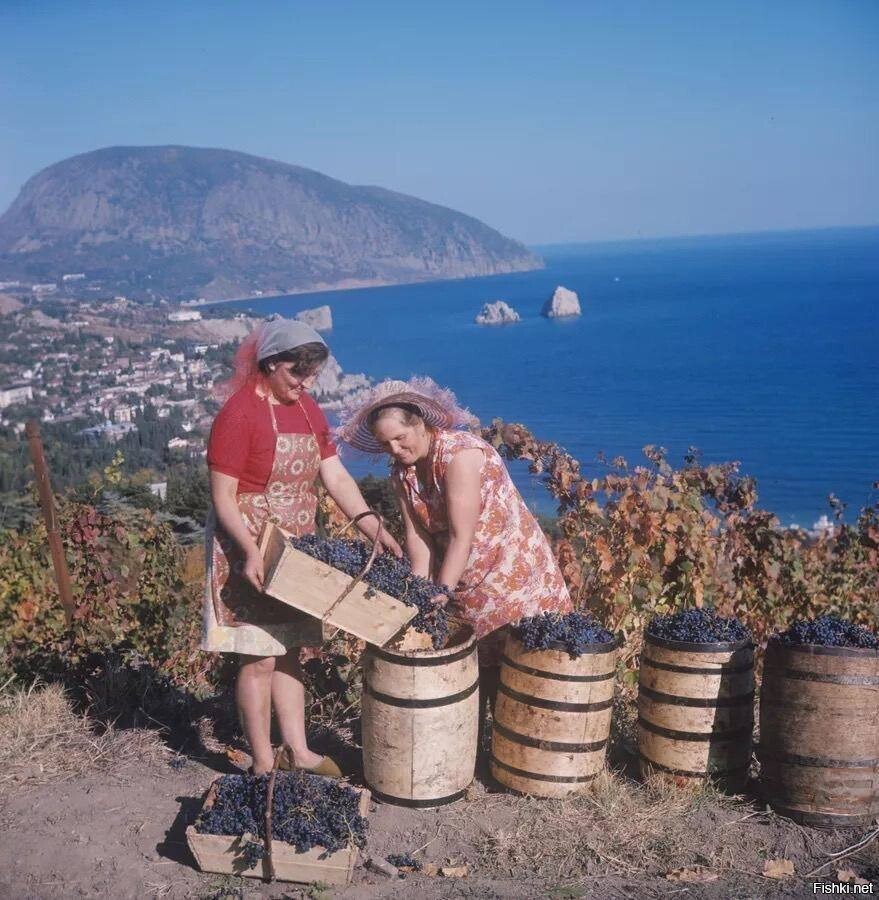 Сбор винограда в совхозе «Гурзуф», Крым, 1970