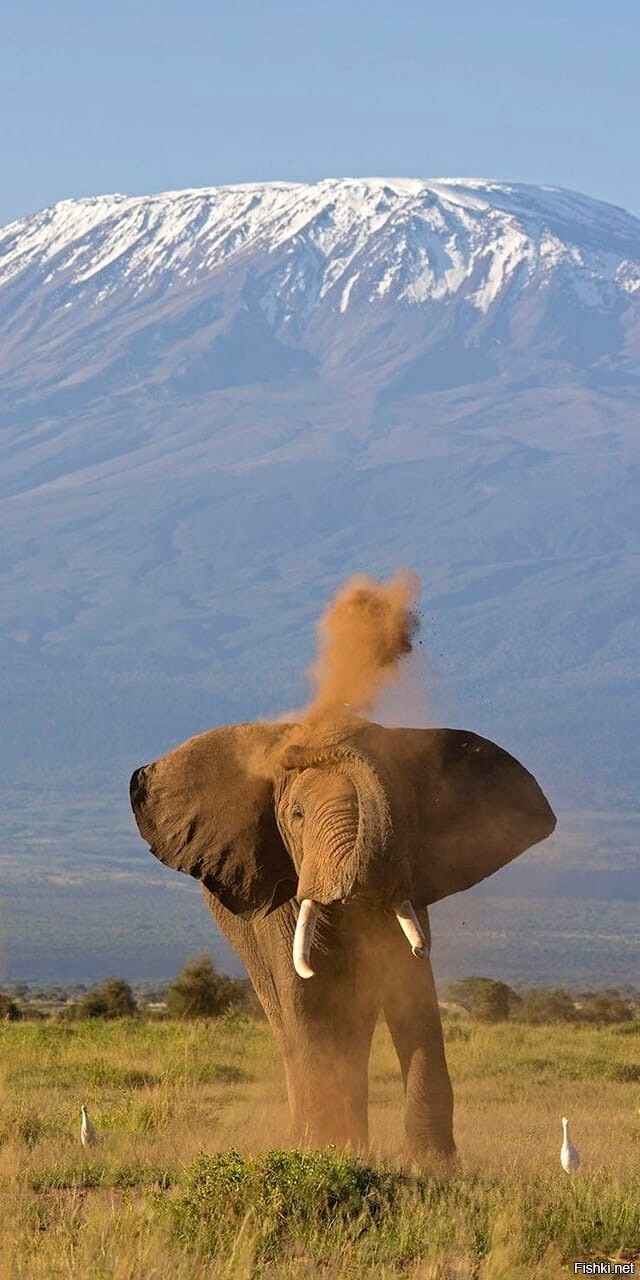 Слон на фоне горы Килиманджаро