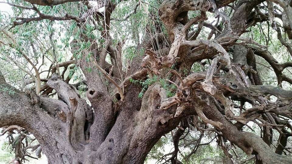 Оливастри Милленари – одно из старейших деревьев планеты