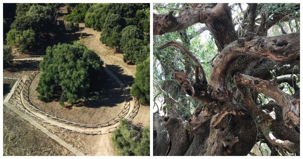 Оливастри Милленари – одно из старейших деревьев планеты