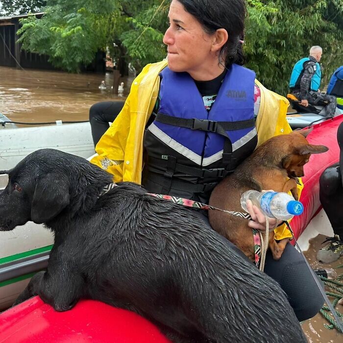 Из наводнений в Бразилии спасают тысячи животных