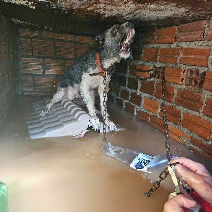 Из наводнений в Бразилии спасают тысячи животных