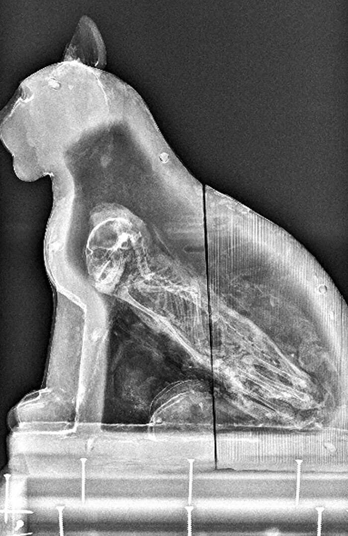6. Рентгенография показала, что эта деревянная статуэтка кошки из Древнего Египта на самом деле является кошачьим саркофагом
