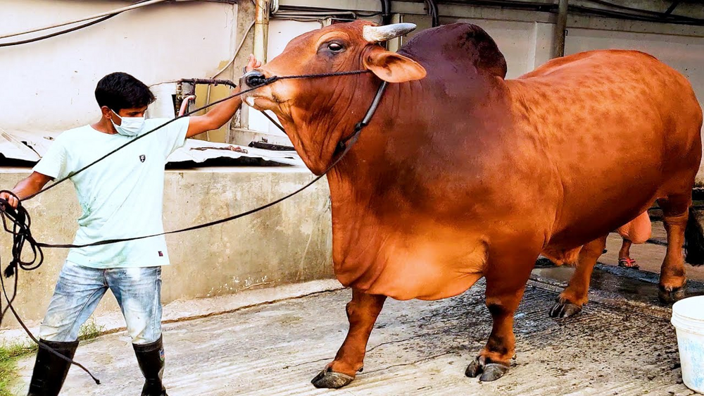Брахманы: как американцы создали мясное чудовище из смеси различных коров