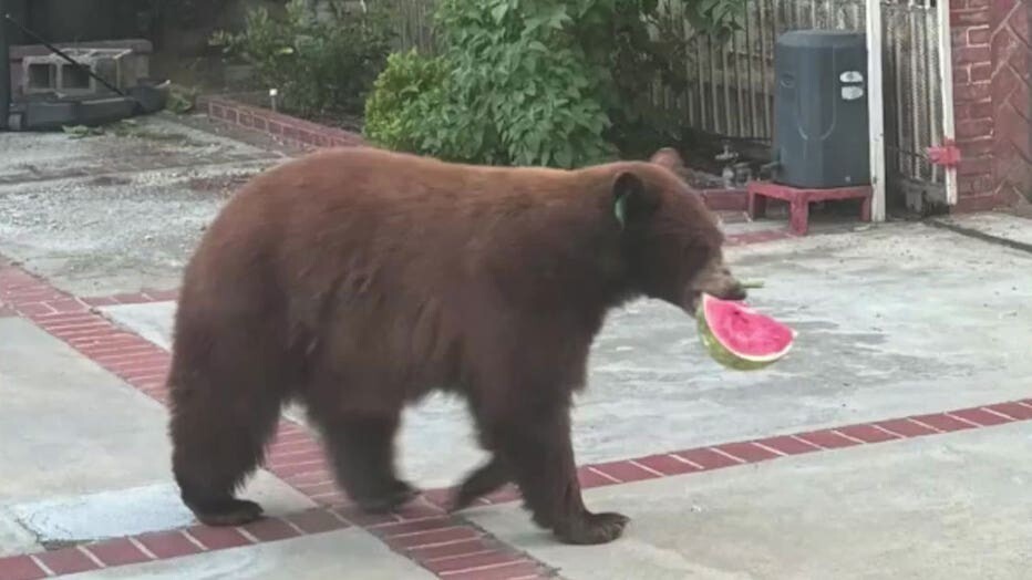 Медведь украл еду из холодильника семьи и съел её у них на глазах
