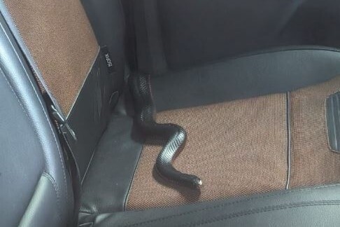 Женщина подружилась с ядовитой змеей, которая заползла в её машину