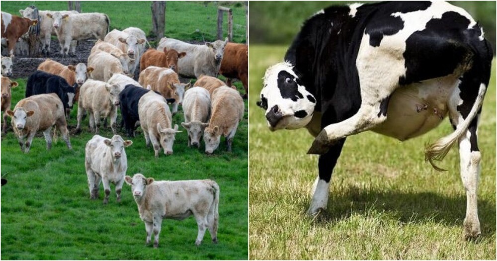 Северная Ирландия решила основательно бороться с пукающими коровами