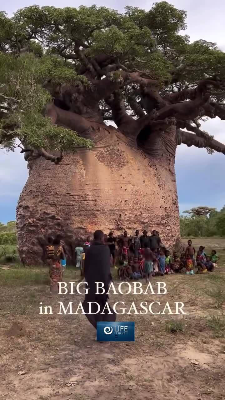 Большой баобаб в Мадагаскаре 