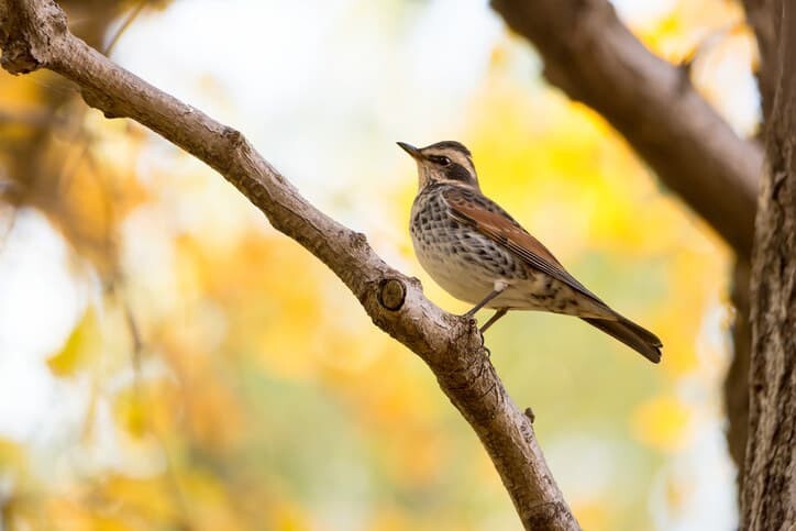6. Пение птиц снижает стресс у человека