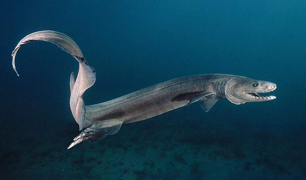Доисторическая акула которая живёт в наши дни