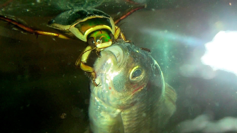 Жук-плавунец: даже крупные рыбы гибнут в его челюстях