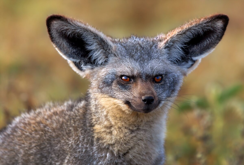 Самый зубастый зверь в мире. 5 интересных фактов про большеухую лисицу