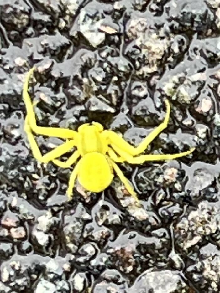 "Напоминает краба": жёлтые пауки с уникальной способностью вторгаются в дома людей