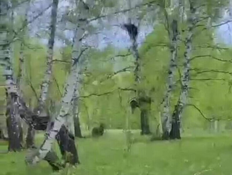 В Башкирии парень во время пробежки встретил медведицу с медвежатами