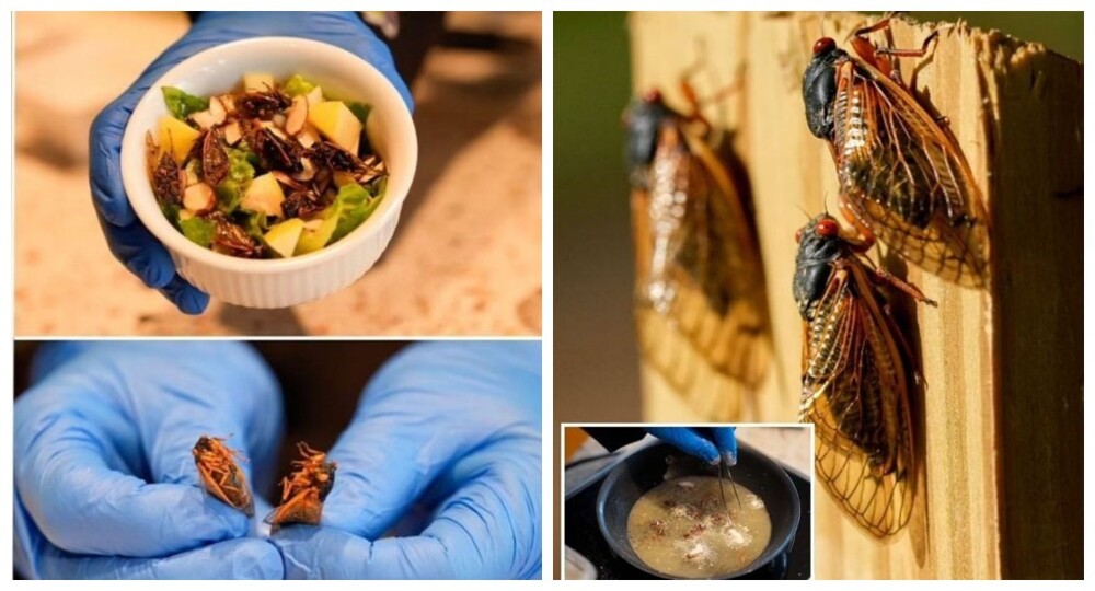В Америке нашествие цикад породило новый кулинарный тренд