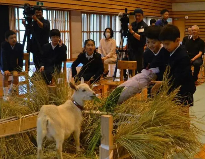 В японскую школу вместо ученика взяли козу
