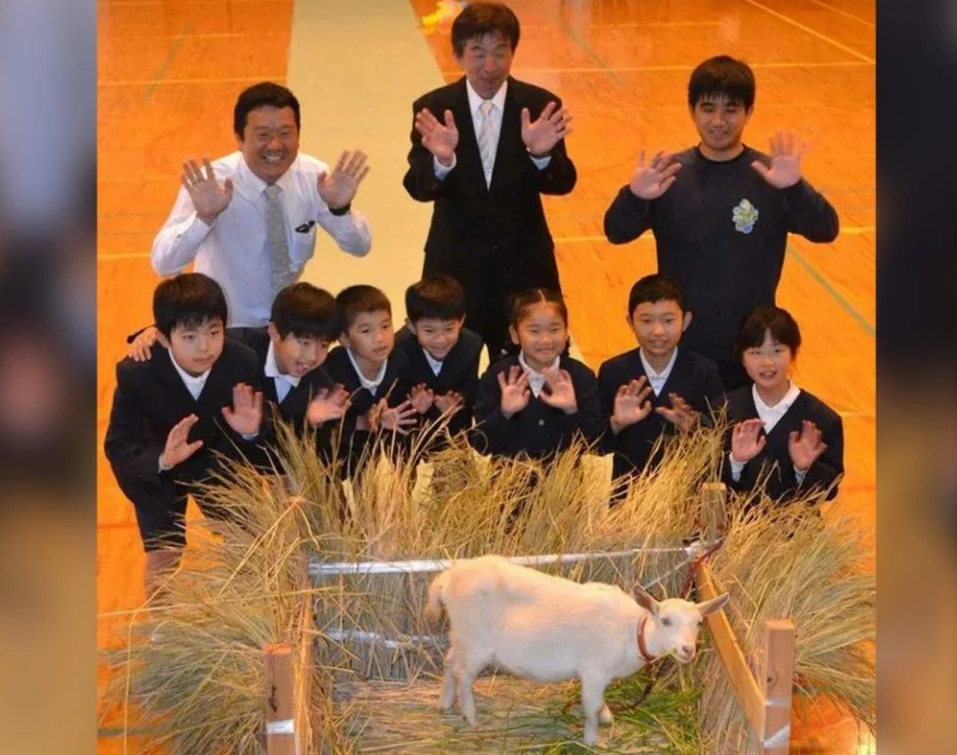 В японскую школу вместо ученика взяли козу