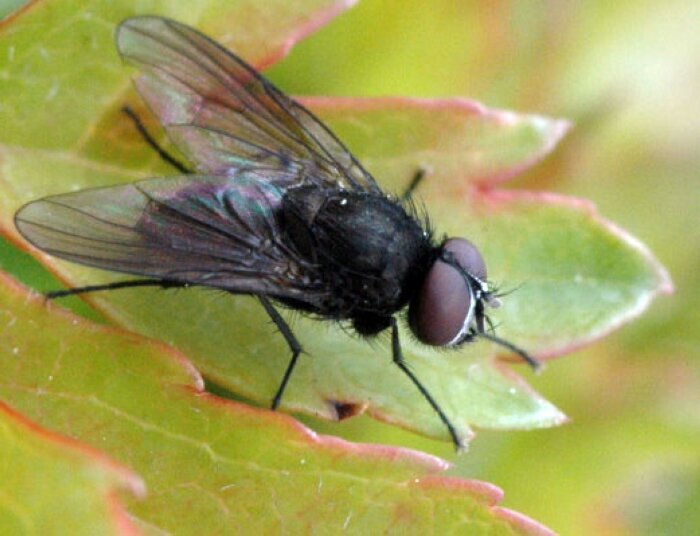 Загадка века: почему мухи летают под люстрой по такой странной траектории?