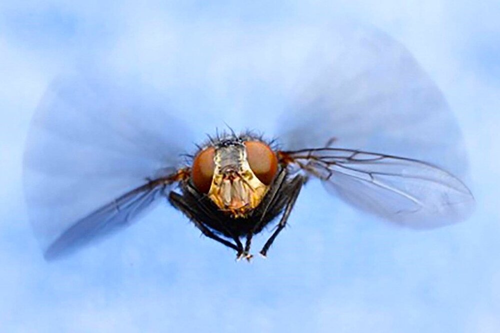 Загадка века: почему мухи летают под люстрой по такой странной траектории?
