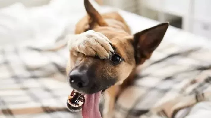 Женщина узнала об изменах мужа после того, как сводила собаку к ветеринару