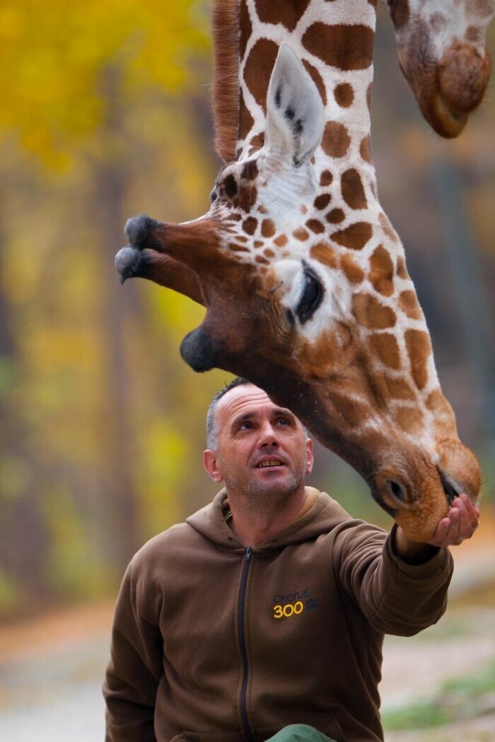 В Македонии скончался смотритель зоопарка и его любимый жираф