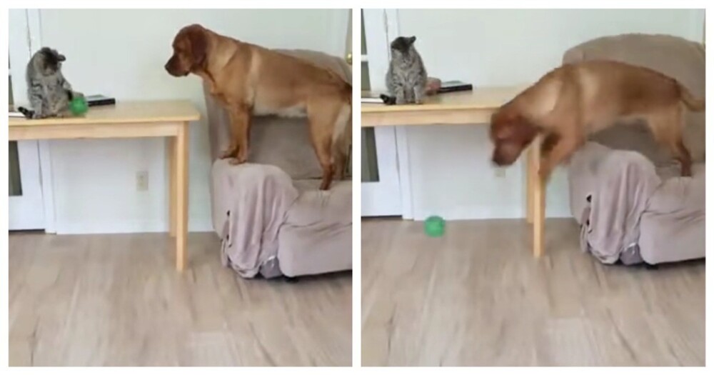 Пёс научил кота играть с ним в «принеси мяч»