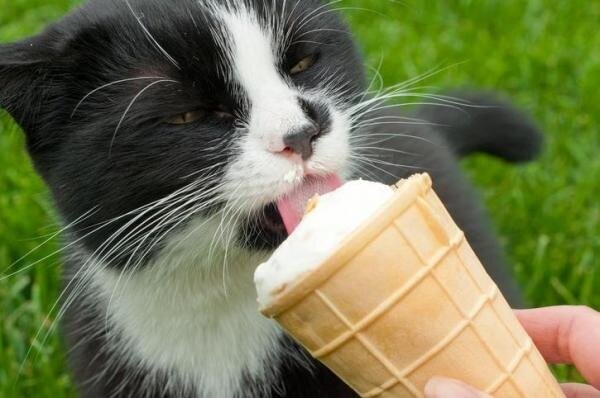 Котики пробуют мороженое