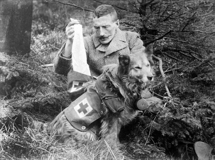 5. Британский солдат достает бинты из сумки собаки-санитара во время войны, 1915 год