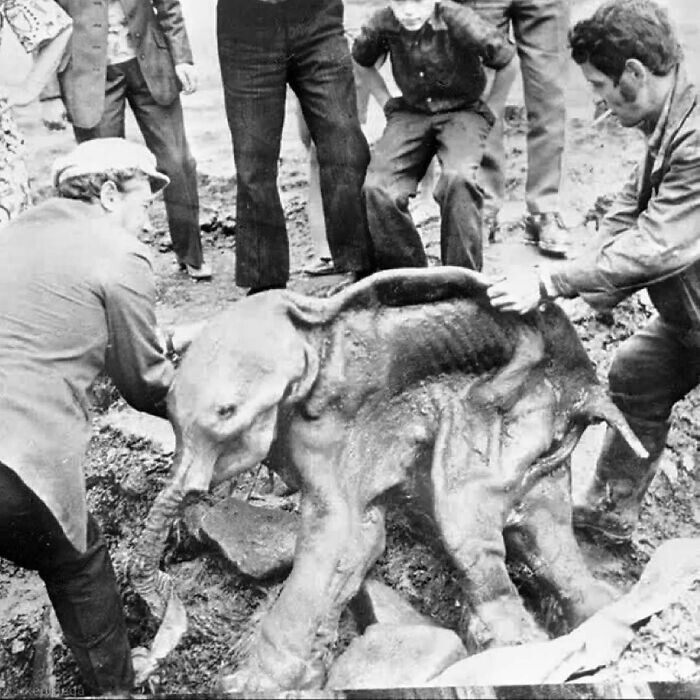 10. Мужчины вытаскивают сохранившуюся тушу мамонтенка, который был случайно выкопан из вечной мерзлоты в Сибири в 1977 году шахтерским бульдозером